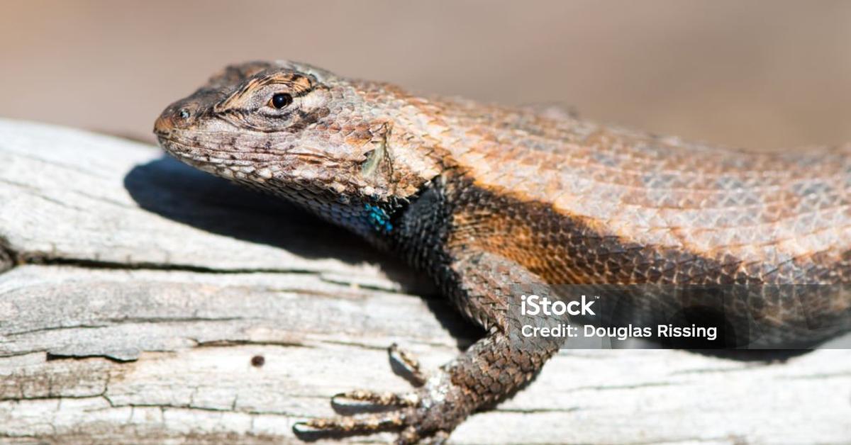 The Eastern Fence Lizard, an example of Sceloporus undulatas, in its natural environment.