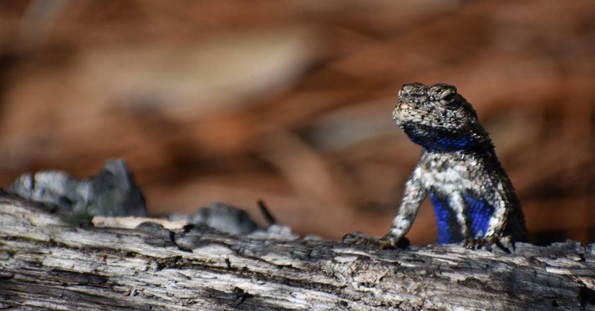 Natural elegance of the Eastern Fence Lizard, scientifically termed Sceloporus undulatas.