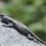 Snapshot of the intriguing Eastern Fence Lizard, scientifically named Sceloporus undulatas.