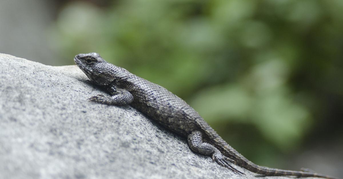 Snapshot of the intriguing Eastern Fence Lizard, scientifically named Sceloporus undulatas.
