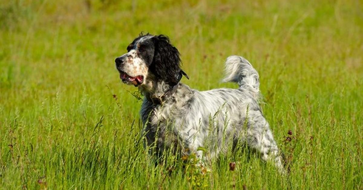 The English Setter, a species known as Canis lupus, in its natural splendor.