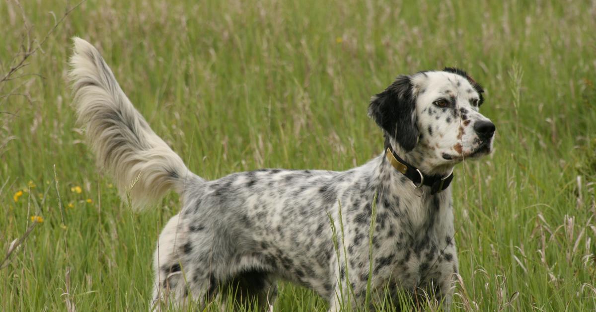 Close encounter with the English Setter, scientifically called Canis lupus.