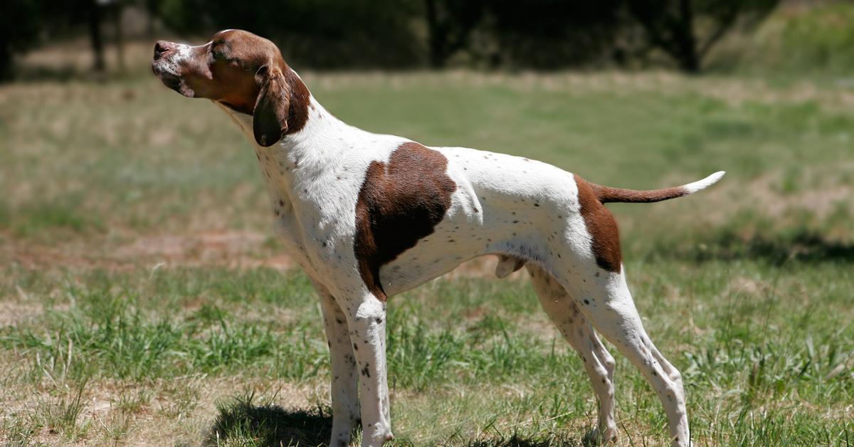 The majestic English Pointer, also called Pointer Inggris in Indonesia, in its glory.