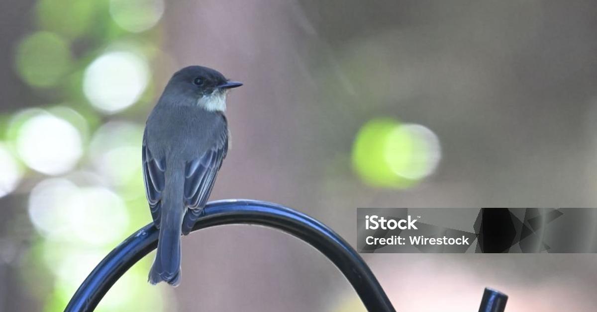 Distinctive Eastern Phoebe, in Indonesia known as Burung Phoebe Timur, captured in this image.