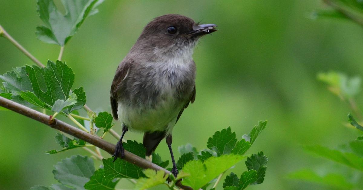 The Eastern Phoebe in its natural beauty, locally called Burung Phoebe Timur.