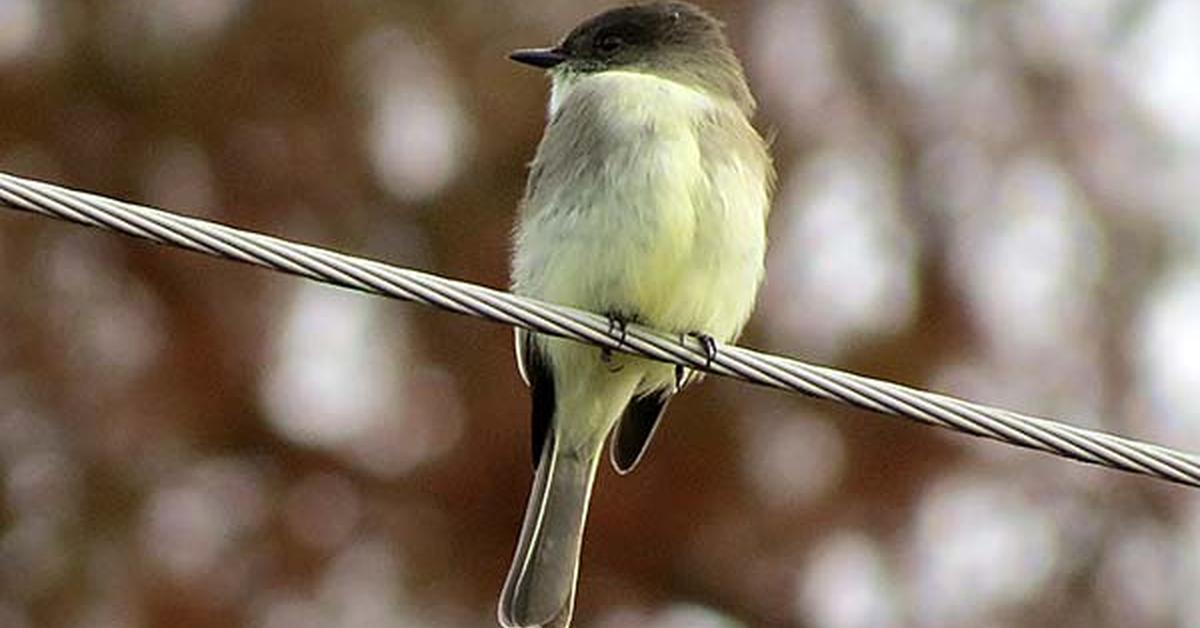 Vivid image of the Eastern Phoebe, or Burung Phoebe Timur in Indonesian context.