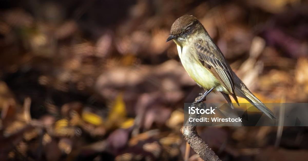 Captured moment of the Eastern Phoebe, in Indonesia known as Burung Phoebe Timur.