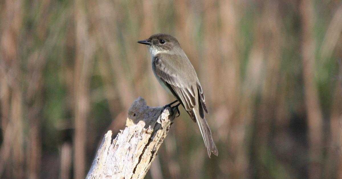 Engaging shot of the Eastern Phoebe, recognized in Indonesia as Burung Phoebe Timur.