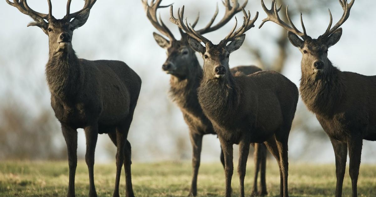 The alluring Elk, commonly referred to as Rusa in Bahasa Indonesia.