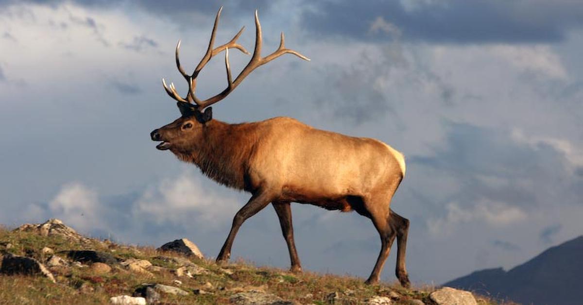 A beautiful representation of the Elk, scientifically Cervus canadensis.