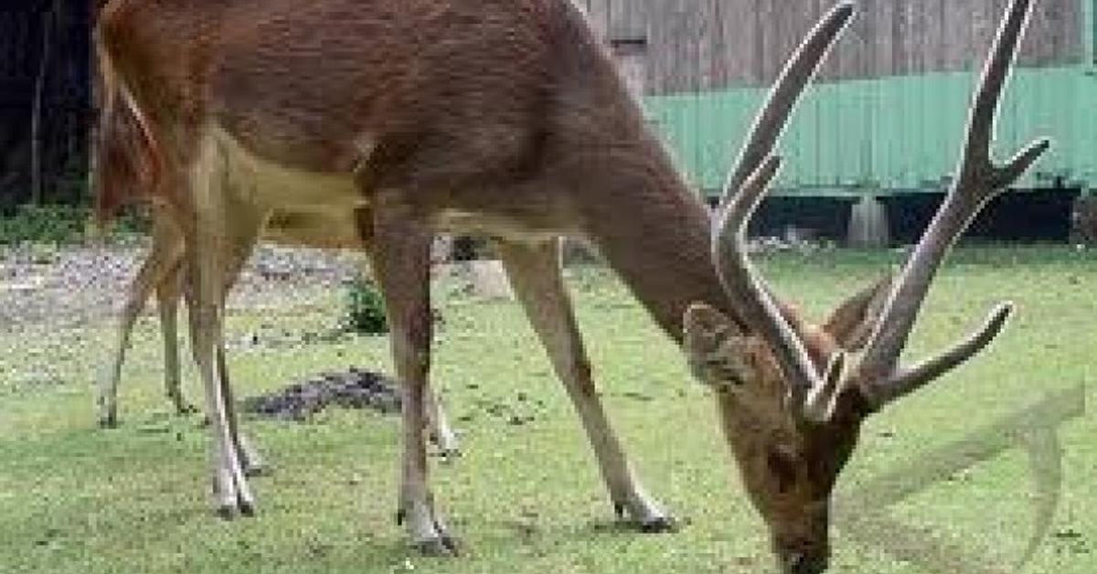 Distinctive Elk, in Indonesia known as Rusa, captured in this image.