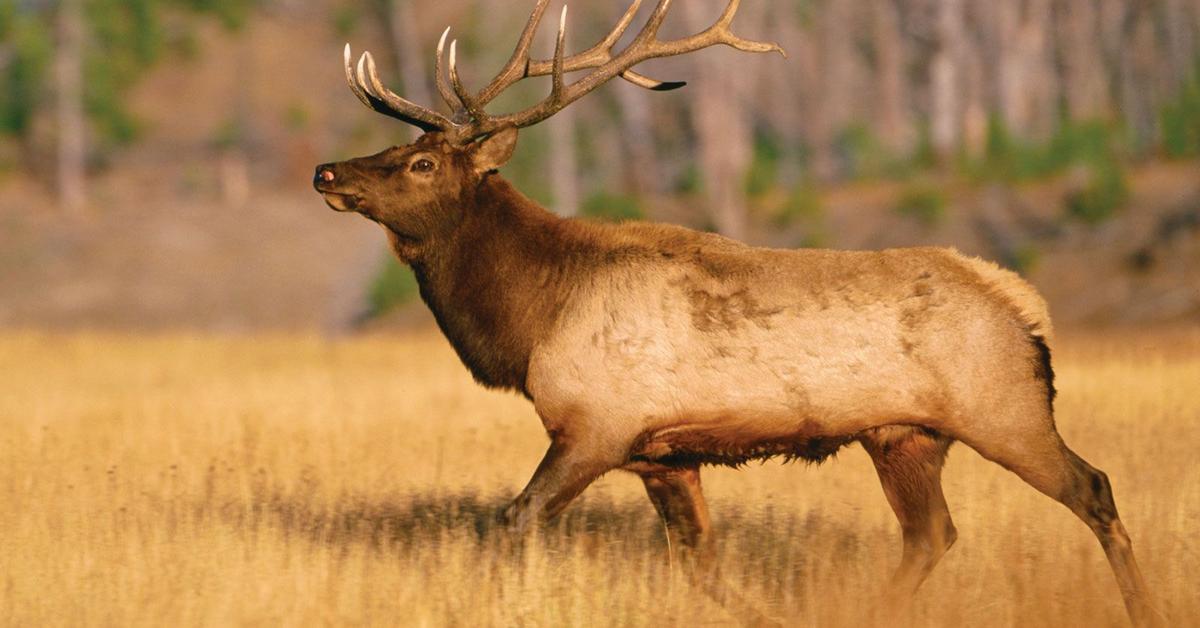 Glimpse of the Elk, known in the scientific community as Cervus canadensis.