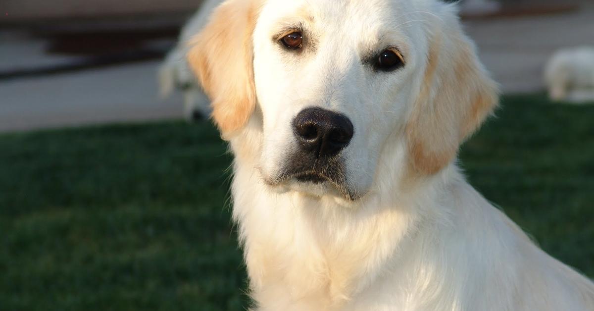 Glimpse of the English Cream Golden Retriever, known in the scientific community as Canis lupus.