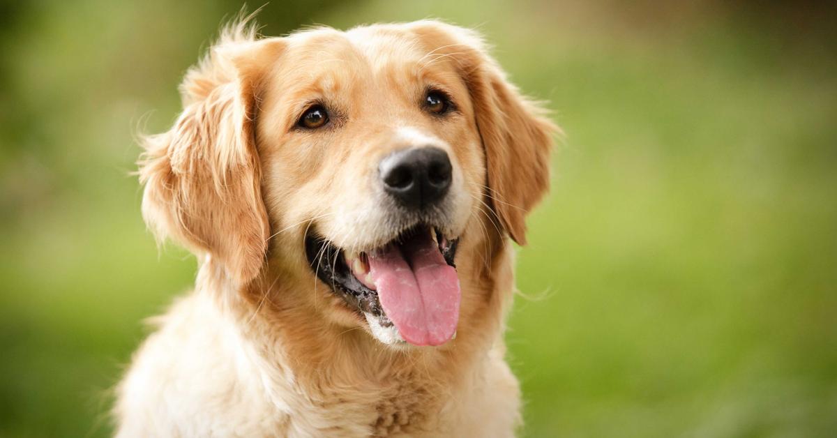 Dynamic image of the English Cream Golden Retriever, popularly known in Indonesia as Retriever Emas Krim Inggris.