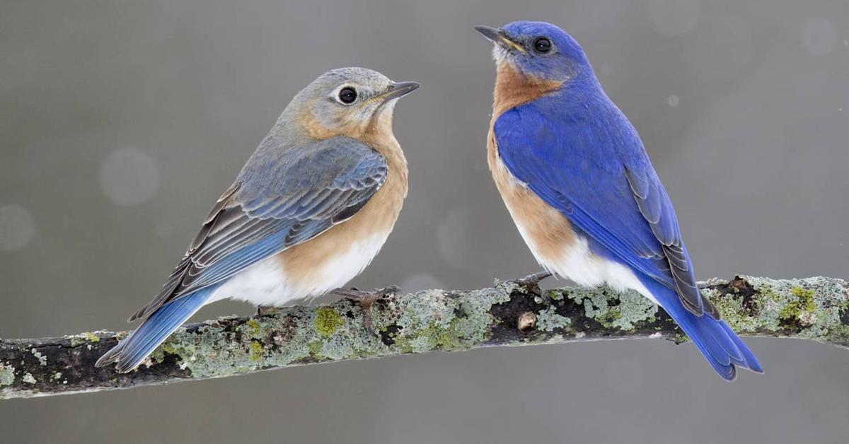 Image of the Eastern Bluebird (Sialia sialis), popular in Indonesia as Burung Biru Timur.