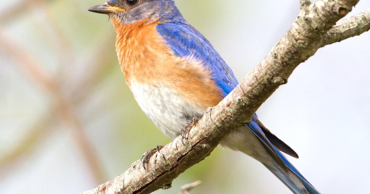 Photogenic Eastern Bluebird, scientifically referred to as Sialia sialis.