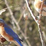 Stunning image of the Eastern Bluebird (Sialia sialis), a wonder in the animal kingdom.