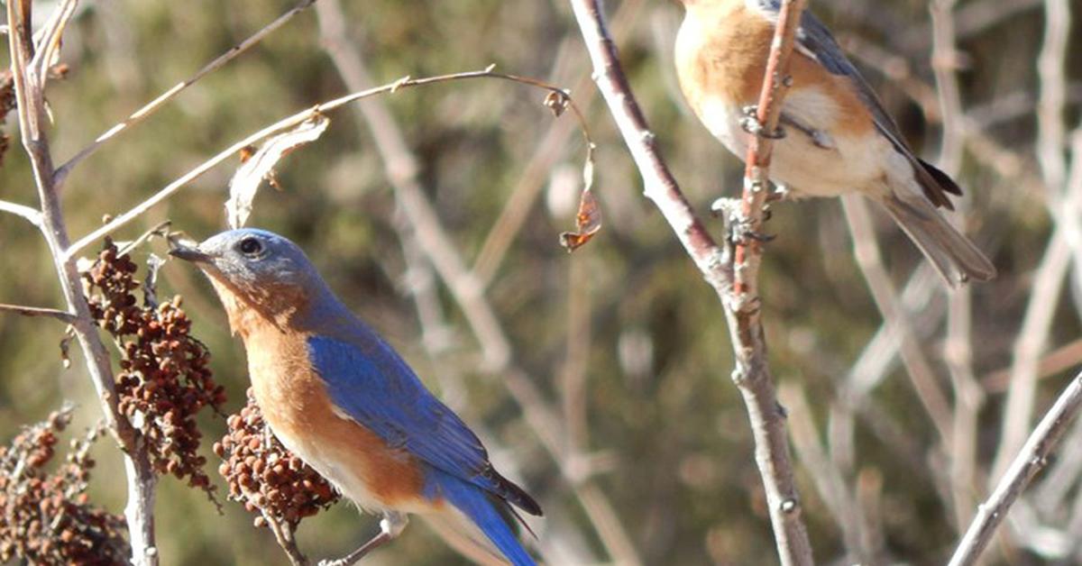 Stunning image of the Eastern Bluebird (Sialia sialis), a wonder in the animal kingdom.