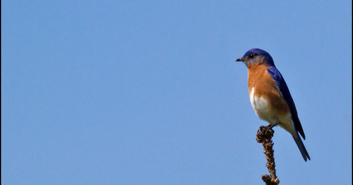 The Eastern Bluebird, an example of Sialia sialis, in its natural environment.