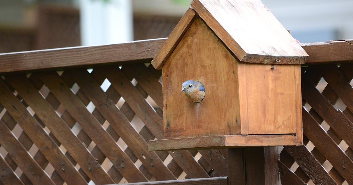 Stunning depiction of Eastern Bluebird, also referred to as Sialia sialis.