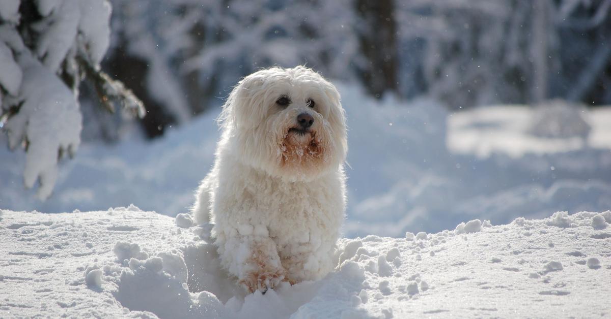 The alluring Eskipoo, commonly referred to as Anjing Eskipoo in Bahasa Indonesia.