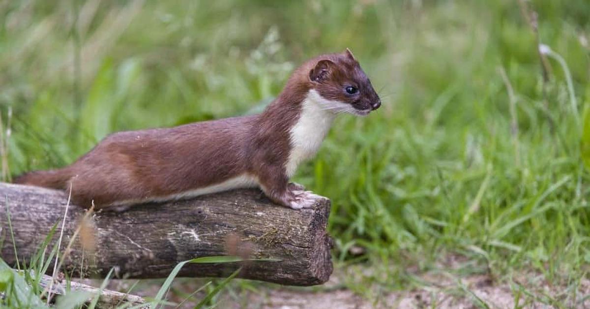 Enchanting Ermine, a species scientifically known as Mustela erminea.