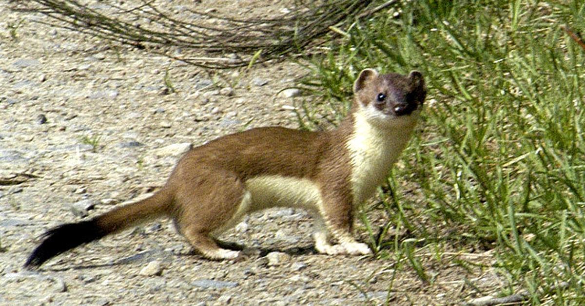 Visual of Ermine, or Musang Salju in Indonesian, showcasing its beauty.