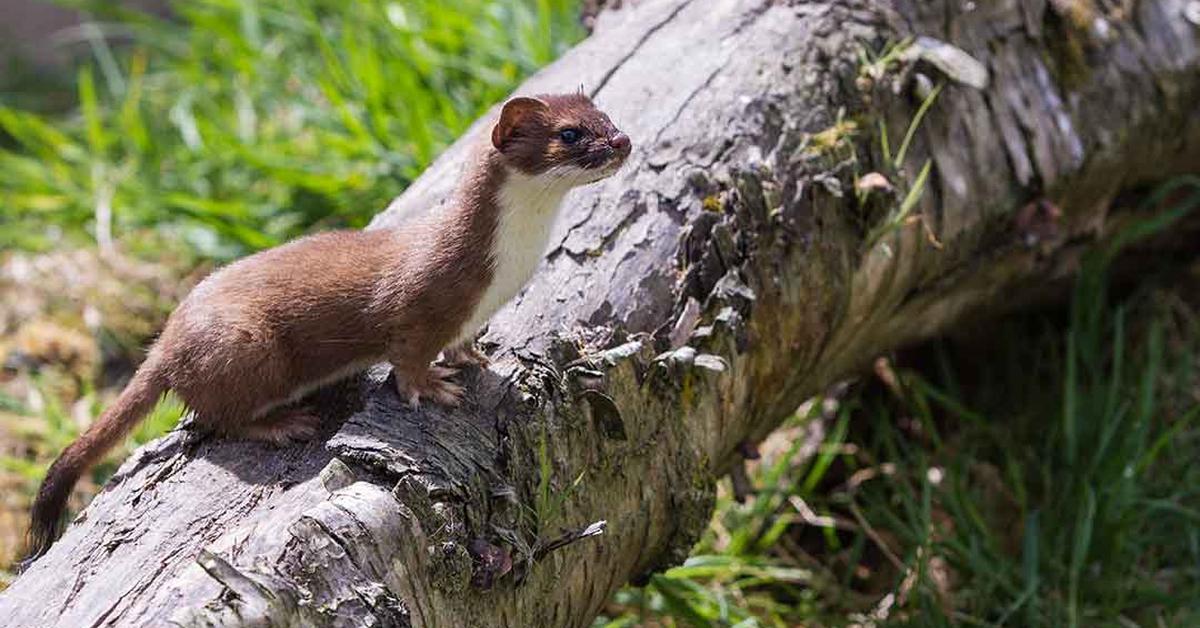 Stunning image of the Ermine (Mustela erminea), a wonder in the animal kingdom.