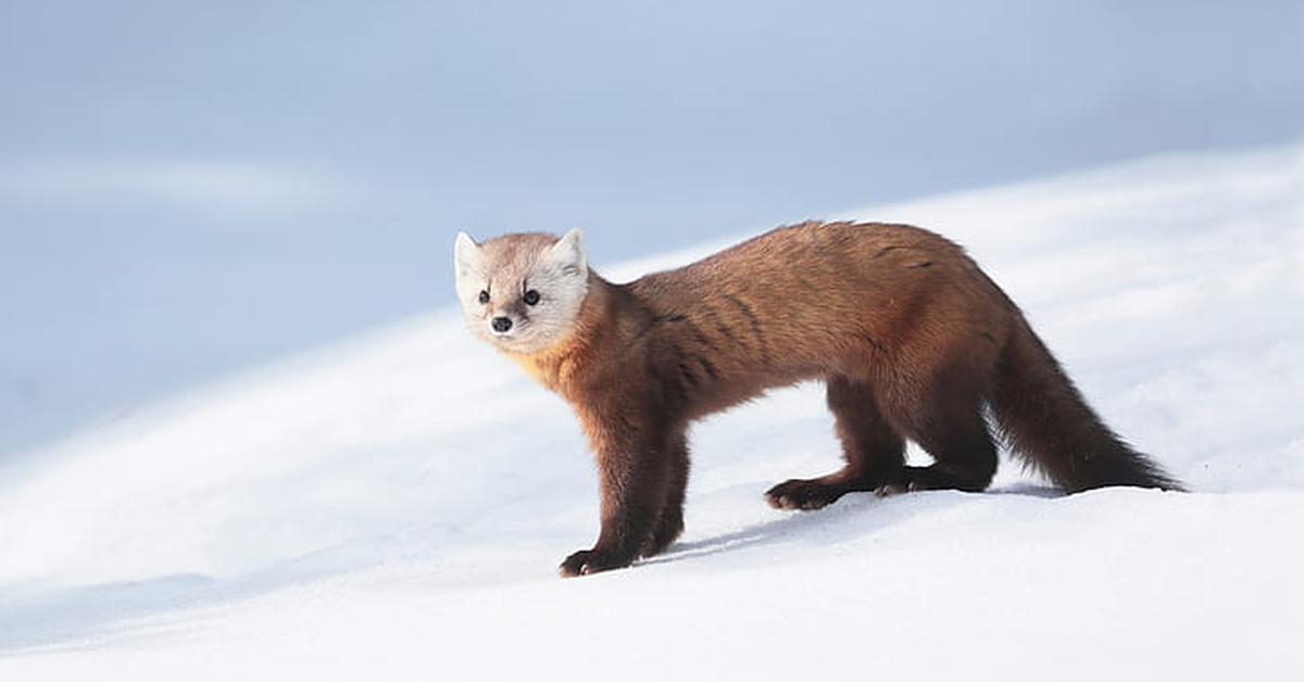 Portrait of a Ermine, a creature known scientifically as Mustela erminea.