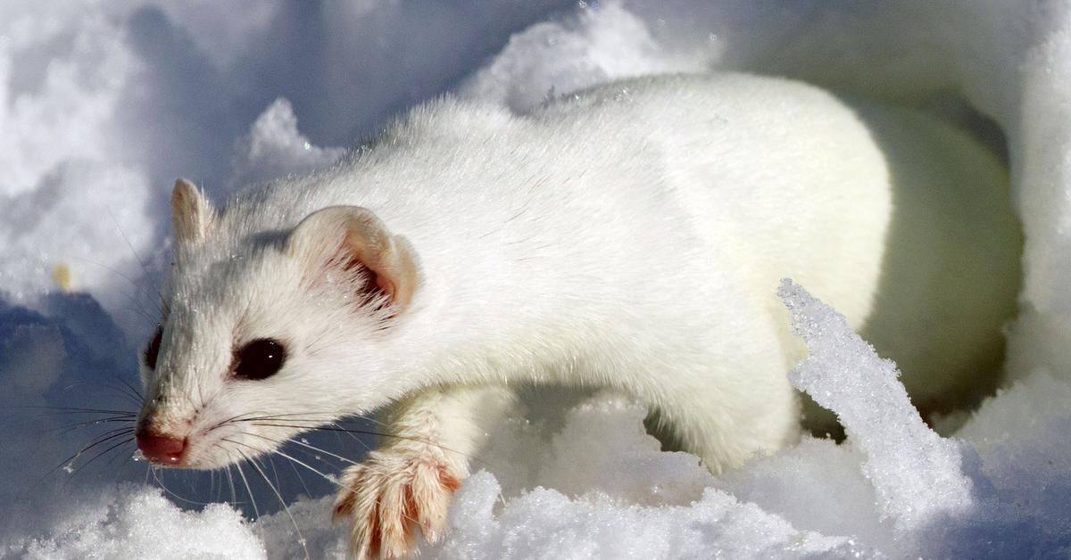 Iconic view of the Ermine, or Mustela erminea, in its habitat.