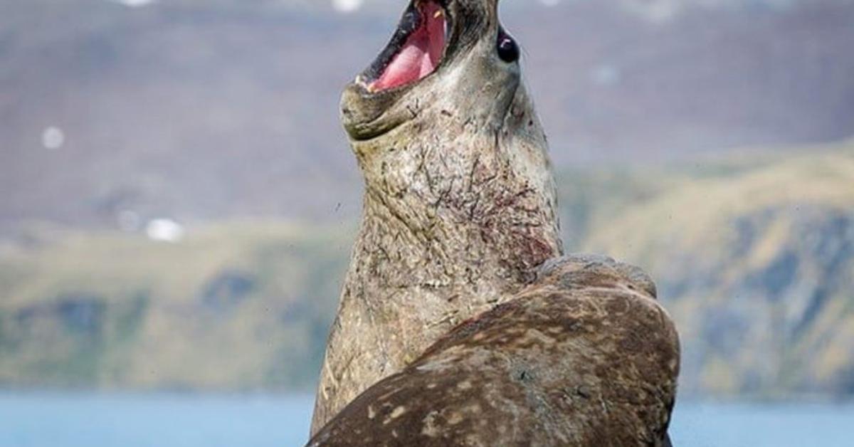 A beautiful representation of the Elephant Seal, scientifically Mirounga.