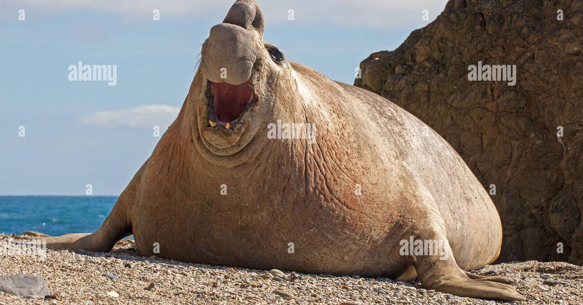 Unique portrayal of the Elephant Seal, also called Anjing Laut Gajah in Bahasa Indonesia.