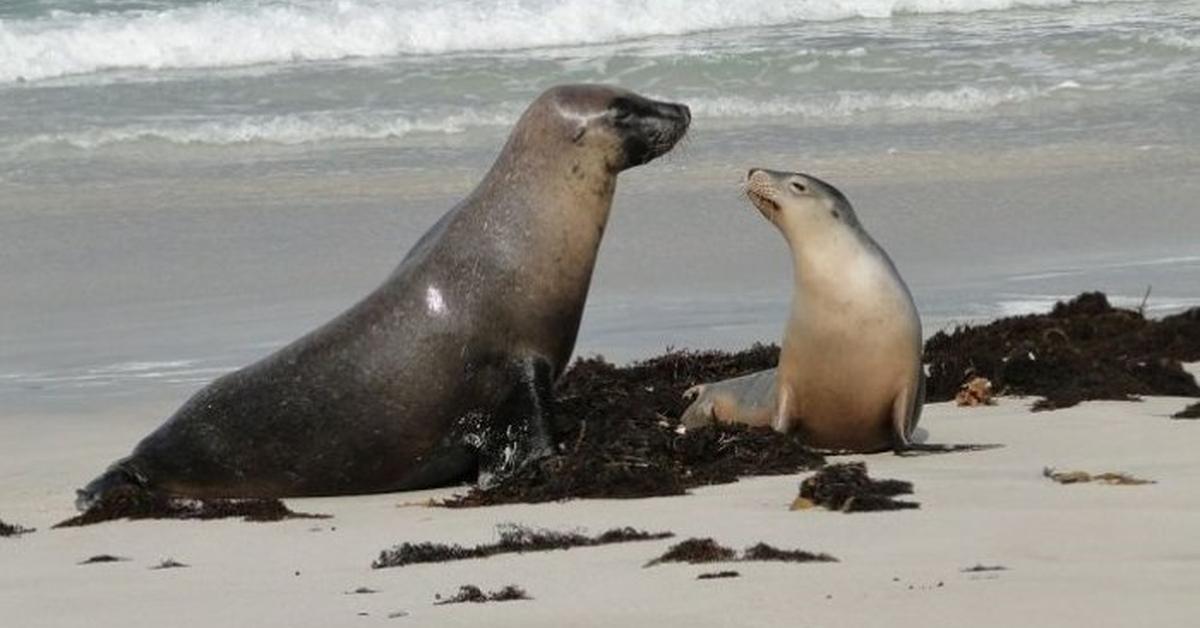 Vivid image of the Elephant Seal, or Anjing Laut Gajah in Indonesian context.