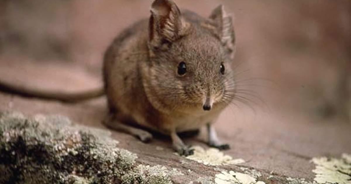 Stunning image of the Elephant Shrew (Elephantulus), a wonder in the animal kingdom.