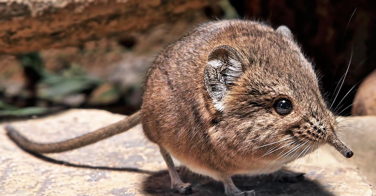 Distinctive Elephant Shrew, in Indonesia known as Tupai Gajah, captured in this image.