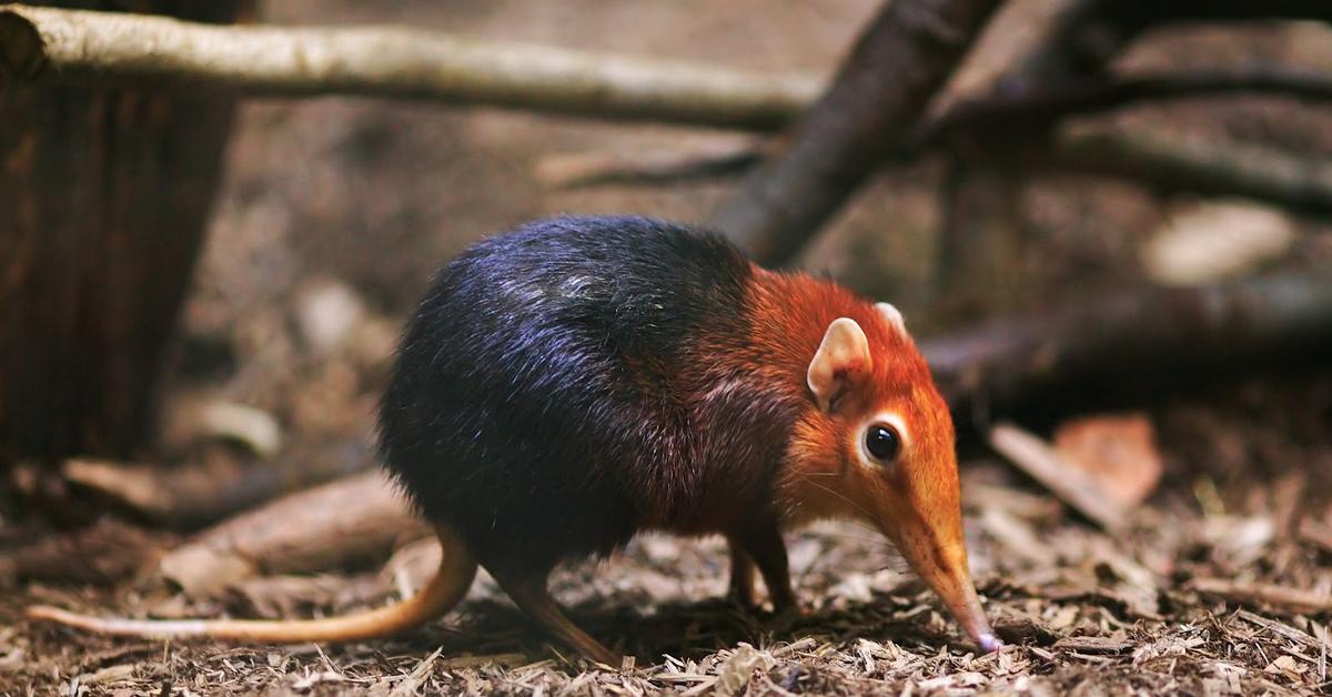 Photographic depiction of the unique Elephant Shrew, locally called Tupai Gajah.