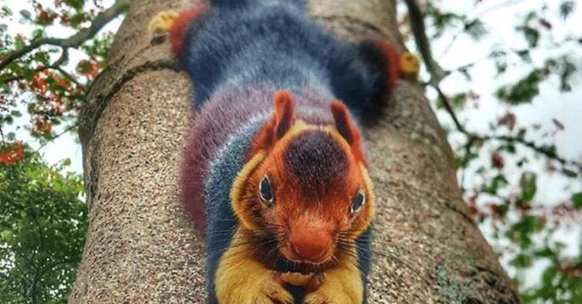 Iconic view of the Elephant Shrew, or Elephantulus, in its habitat.