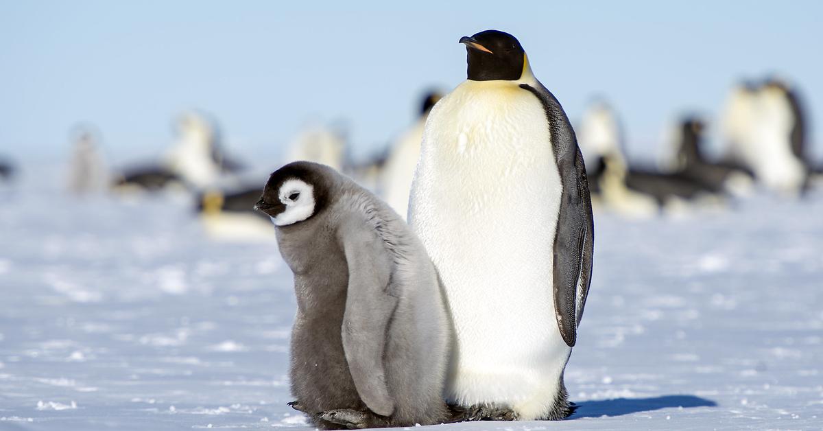 Enchanting Emperor Penguin, a species scientifically known as Aptenodytes forsteri.