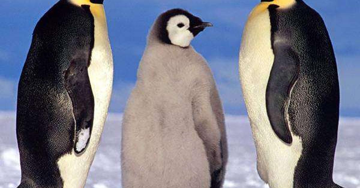 Picture of Emperor Penguin, known in Indonesia as Penguin Kaisar.