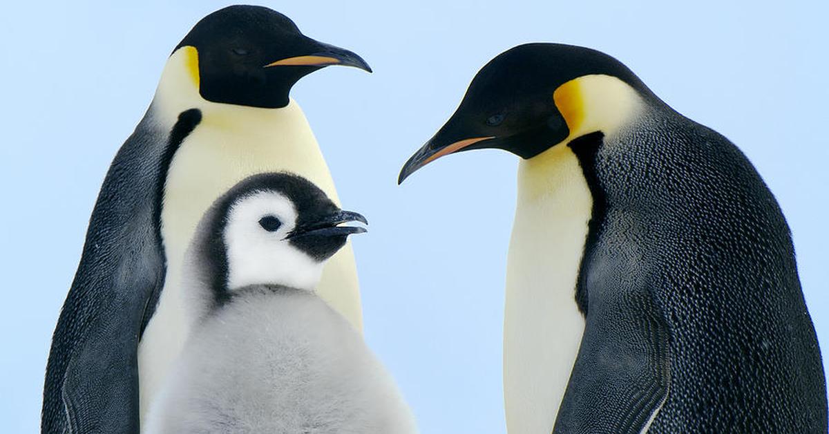 Captured moment of the Emperor Penguin, in Indonesia known as Penguin Kaisar.