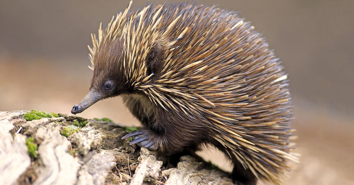 Dynamic image of the Echidna, popularly known in Indonesia as Landak Semak.