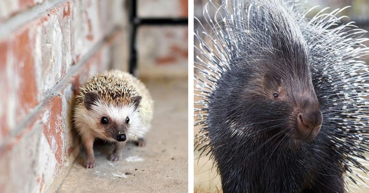 Photographic depiction of the unique Echidna, locally called Landak Semak.