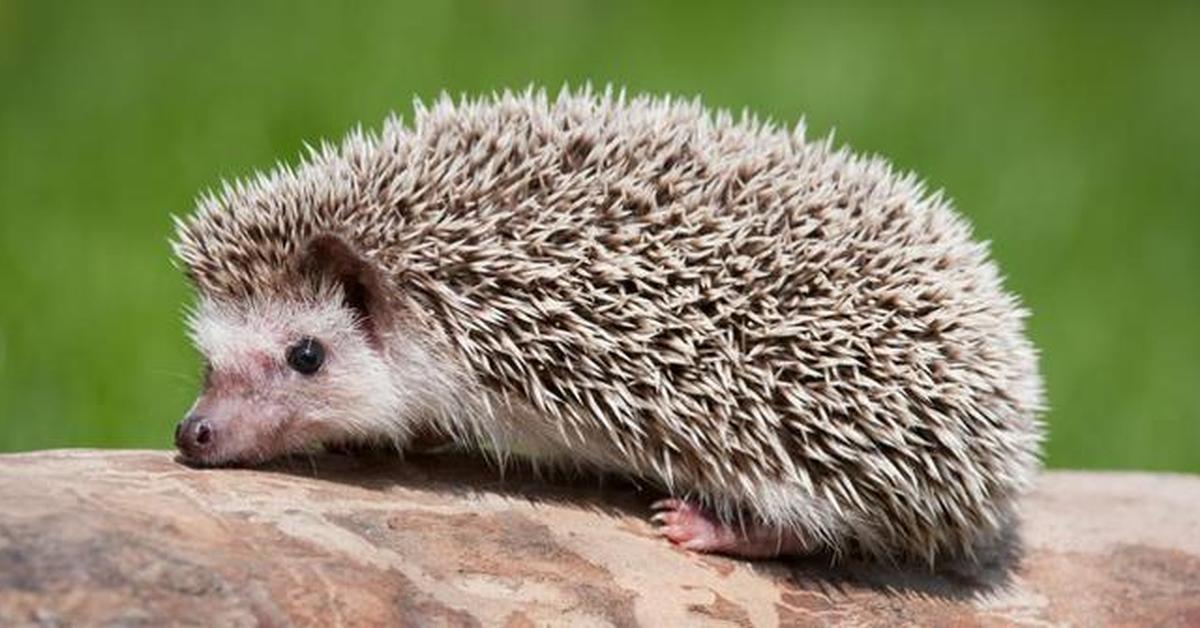 Graceful Echidna, a creature with the scientific name Tachyglossus Aculeatus.