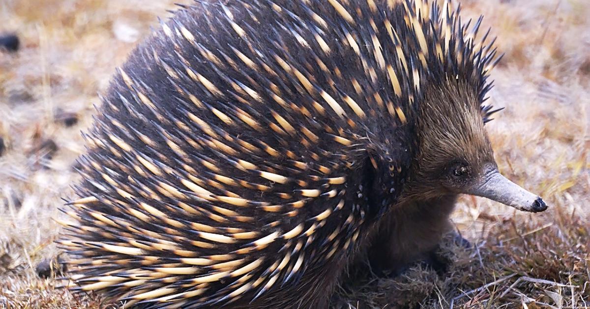 Captured moment of the Echidna, in Indonesia known as Landak Semak.