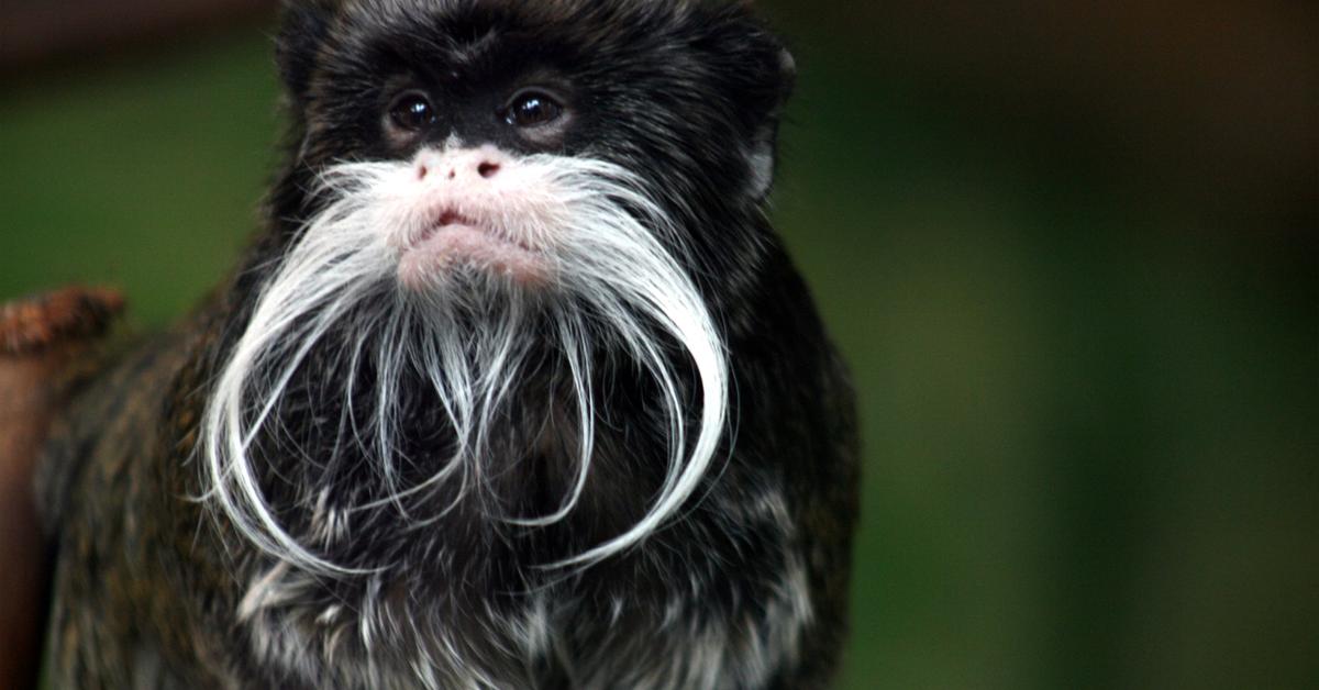 Photographic depiction of the unique Emperor Tamarin, locally called Tamarin Kaisar.