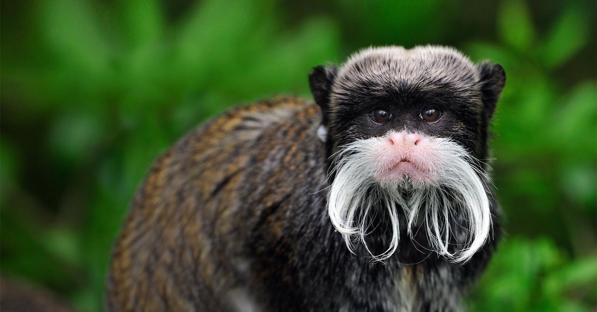 Visual of Emperor Tamarin, or Tamarin Kaisar in Indonesian, showcasing its beauty.