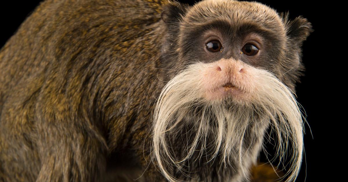 Charming view of the Emperor Tamarin, in Indonesia referred to as Tamarin Kaisar.