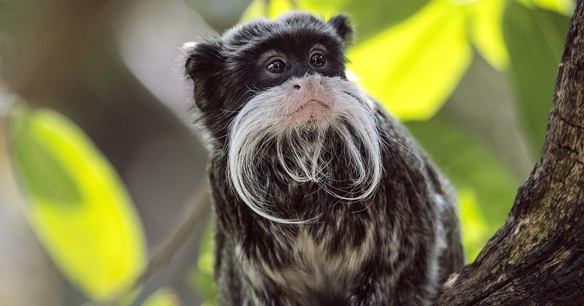 Captured moment of the Emperor Tamarin, in Indonesia known as Tamarin Kaisar.