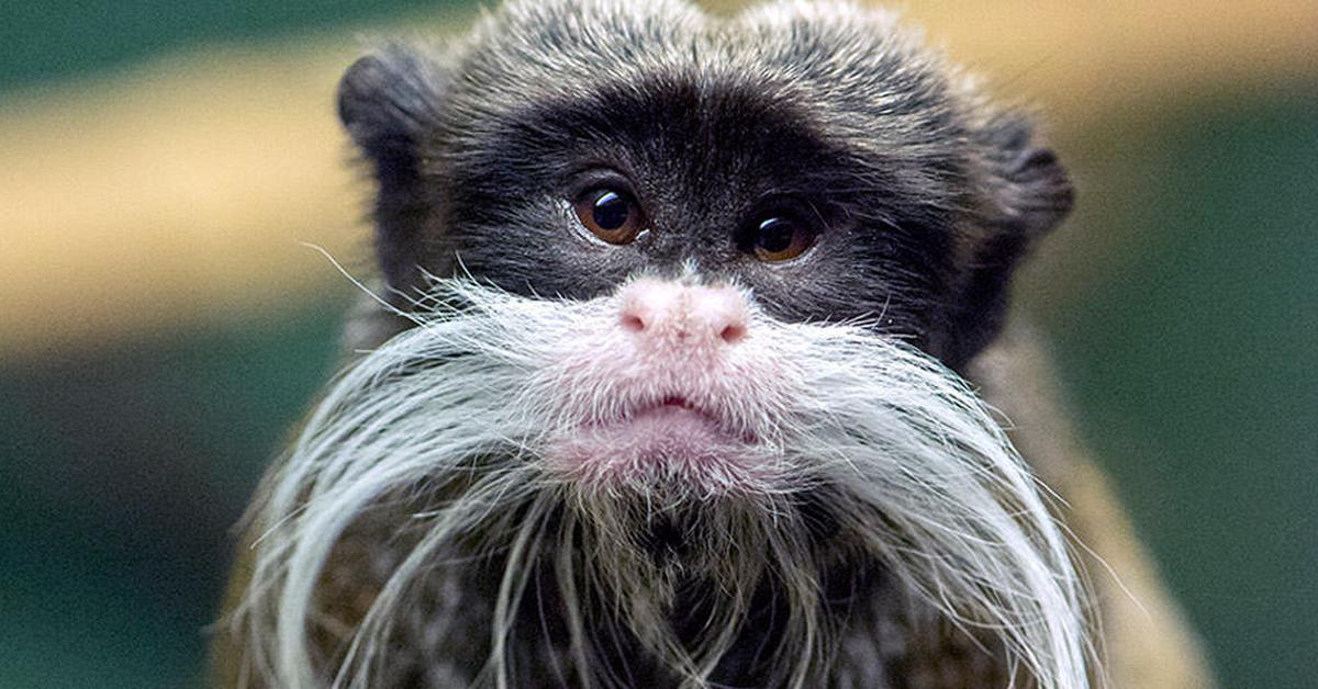 Captivating presence of the Emperor Tamarin, a species called Saguinus Imperator.