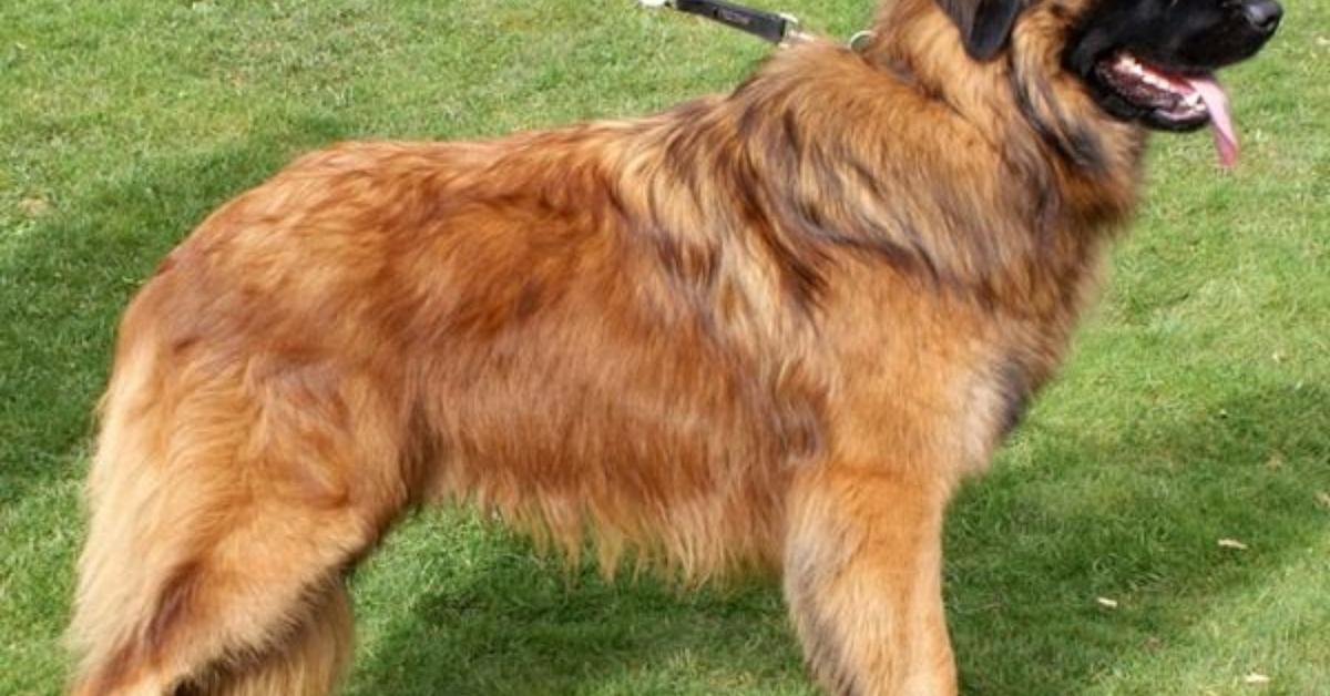 Close-up view of the Estrela Mountain Dog, known as Anjing Gunung Estrela in Indonesian.